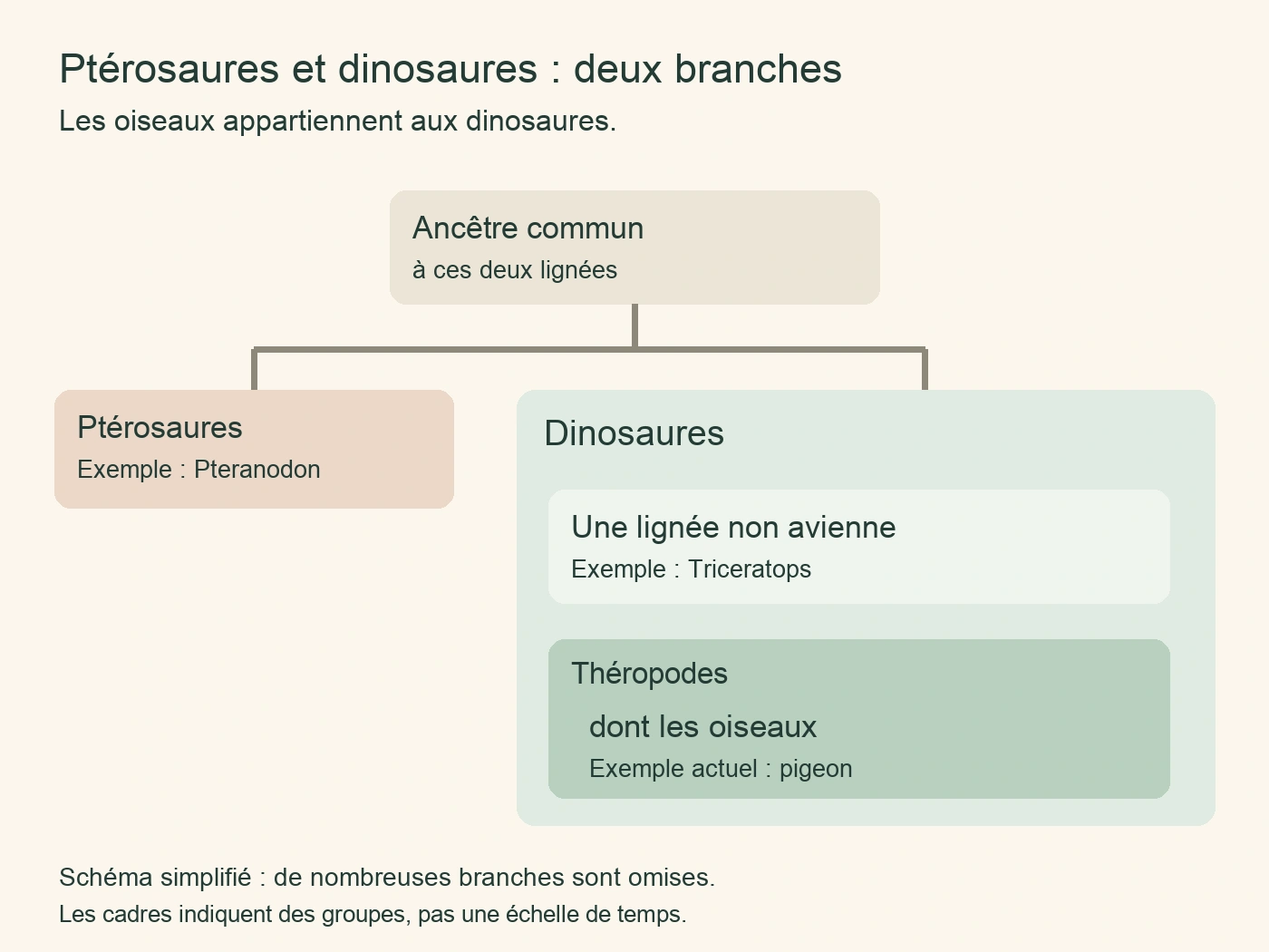 Schéma de parenté : ptérosaures séparés des dinosaures, avec les oiseaux inclus parmi les théropodes.